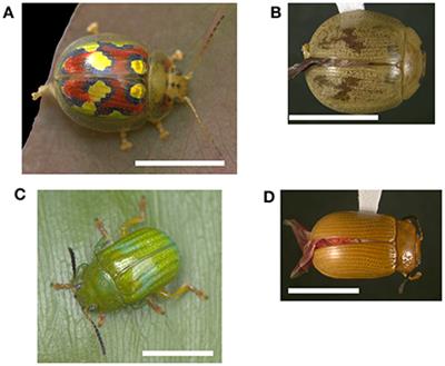 The Role of Life-History and Ecology in the Evolution of Color Patterns in Australian Chrysomeline Beetles